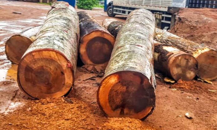 ONG denuncia que madeira irregular da Amazônia chegou à Europa e aponta falhas em certificações e controle da cadeia florestal.