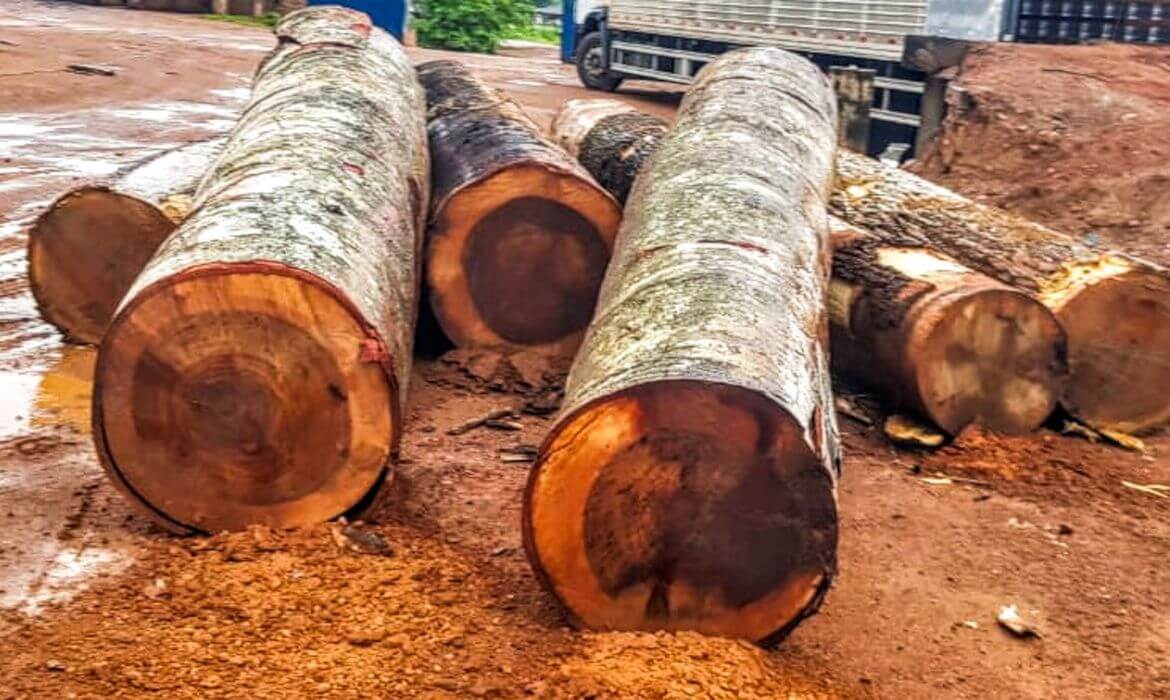 ONG denuncia que madeira irregular da Amazônia chegou à Europa e aponta falhas em certificações e controle da cadeia florestal.