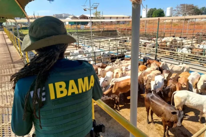 Ibama realiza o primeiro leilão de gado apreendido em área de desmatamento ilegal, movimentando R$ 607 mil e mudando a estratégia de fiscalização.