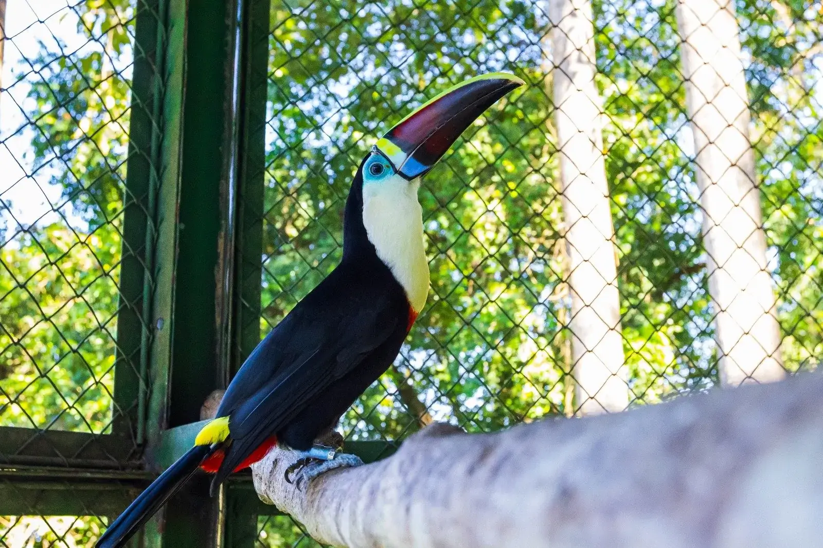Aves silvestres retornam à natureza após reabilitação em projeto do Grupo Atem e Ibama, fortalecendo a conservação da fauna amazônica.