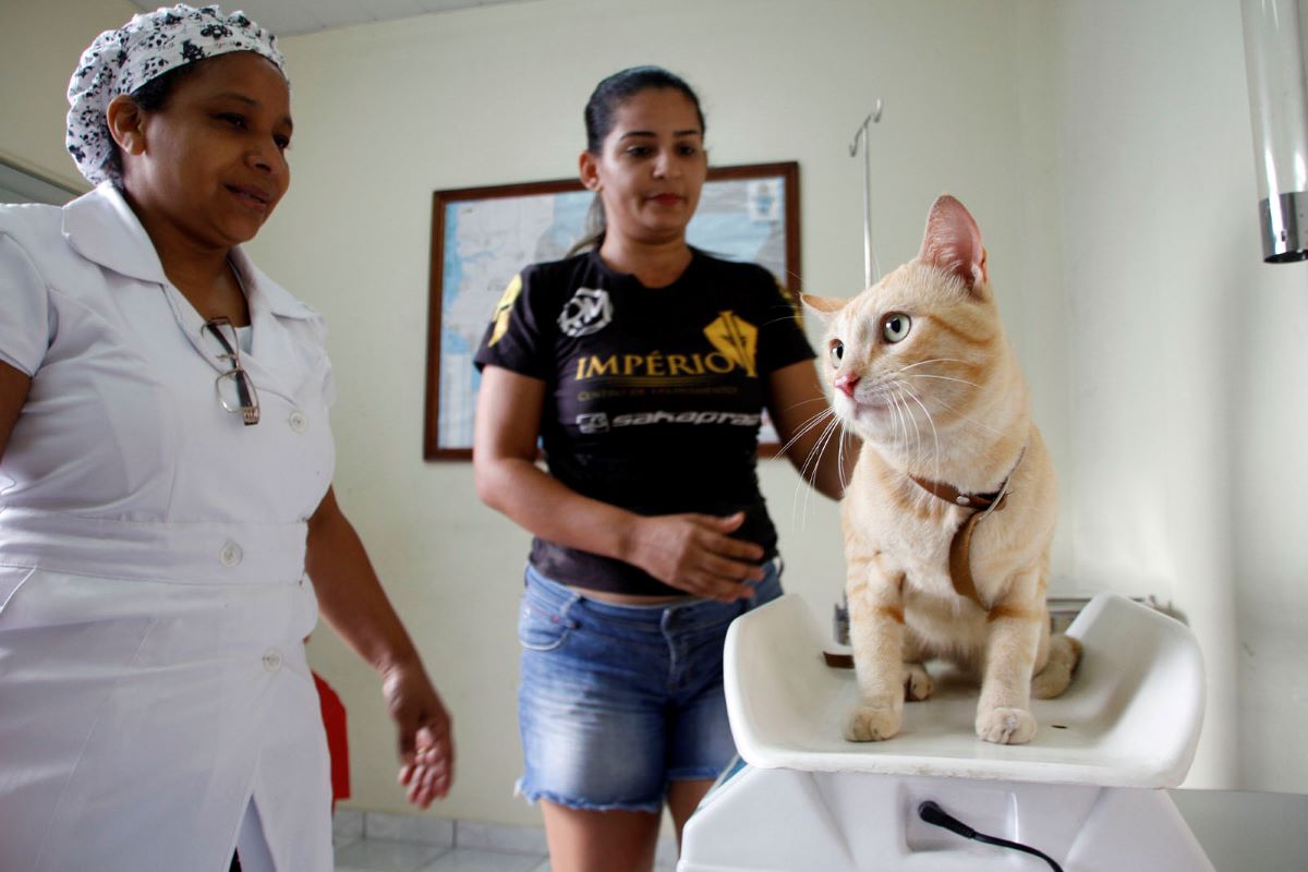 Agendamento da castração gratuita de cães e gatos será aberto às 14h pelo portal CCZ Cidadão; confira regras, calendário e quem pode participar.