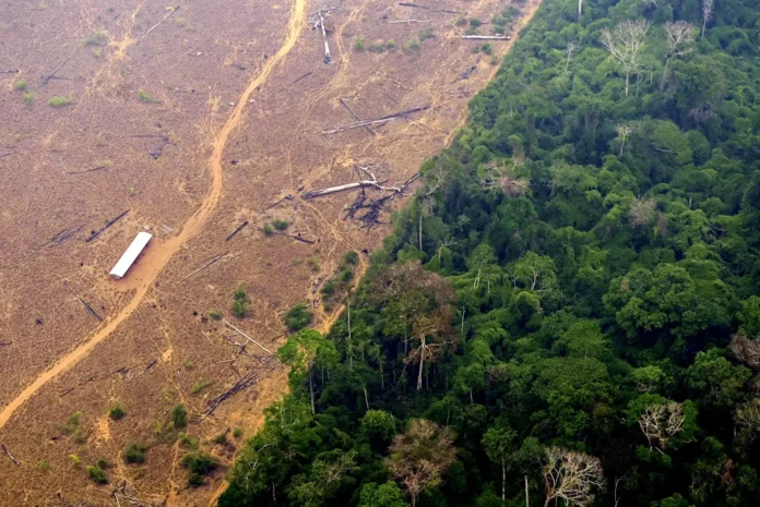 Emprego e renda impulsionam desmatamento no Amazonas, aponta estudo que propõe rematamento produtivo para gerar trabalho e preservar a floresta.