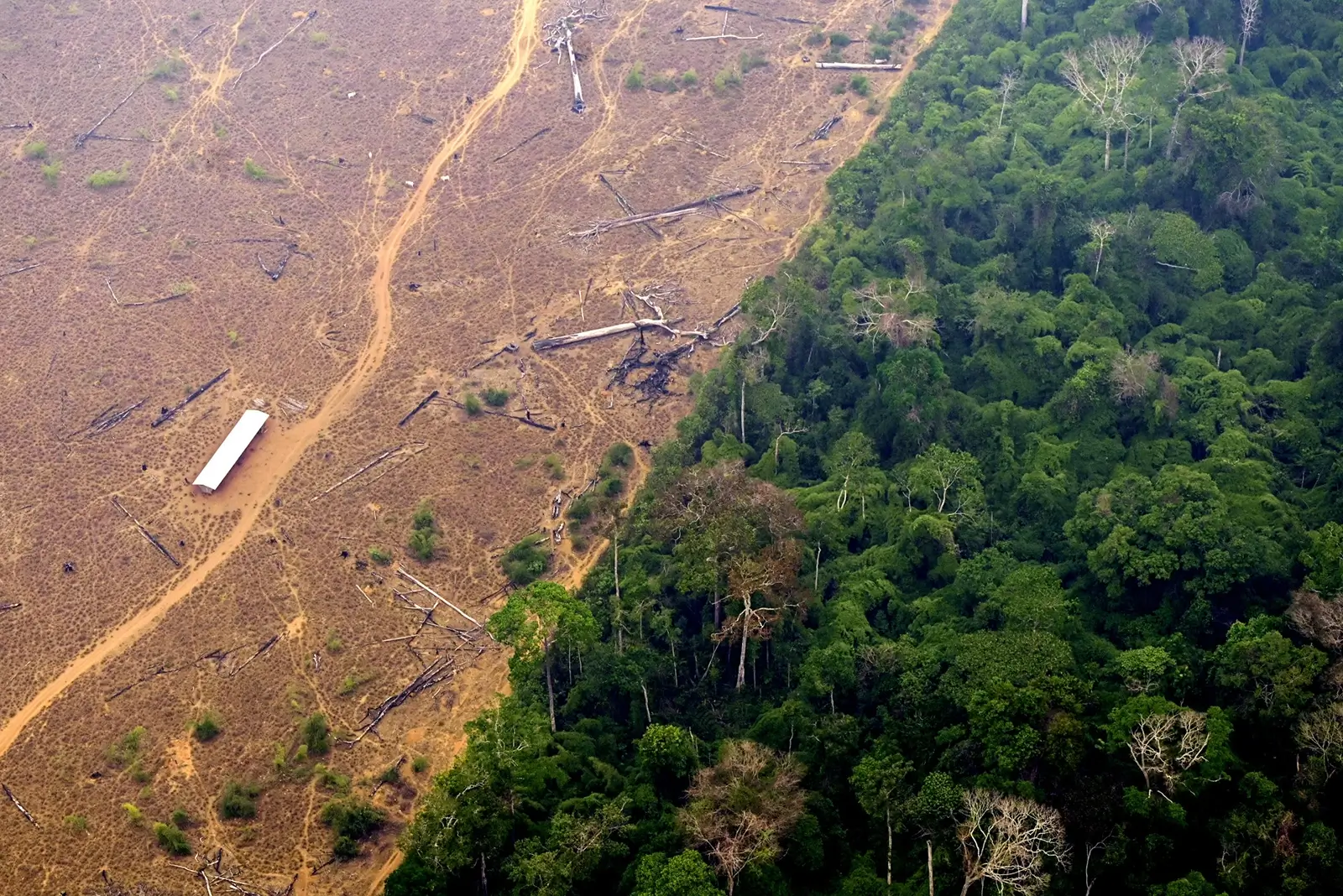 Emprego e renda impulsionam desmatamento no Amazonas, aponta estudo que propõe rematamento produtivo para gerar trabalho e preservar a floresta.