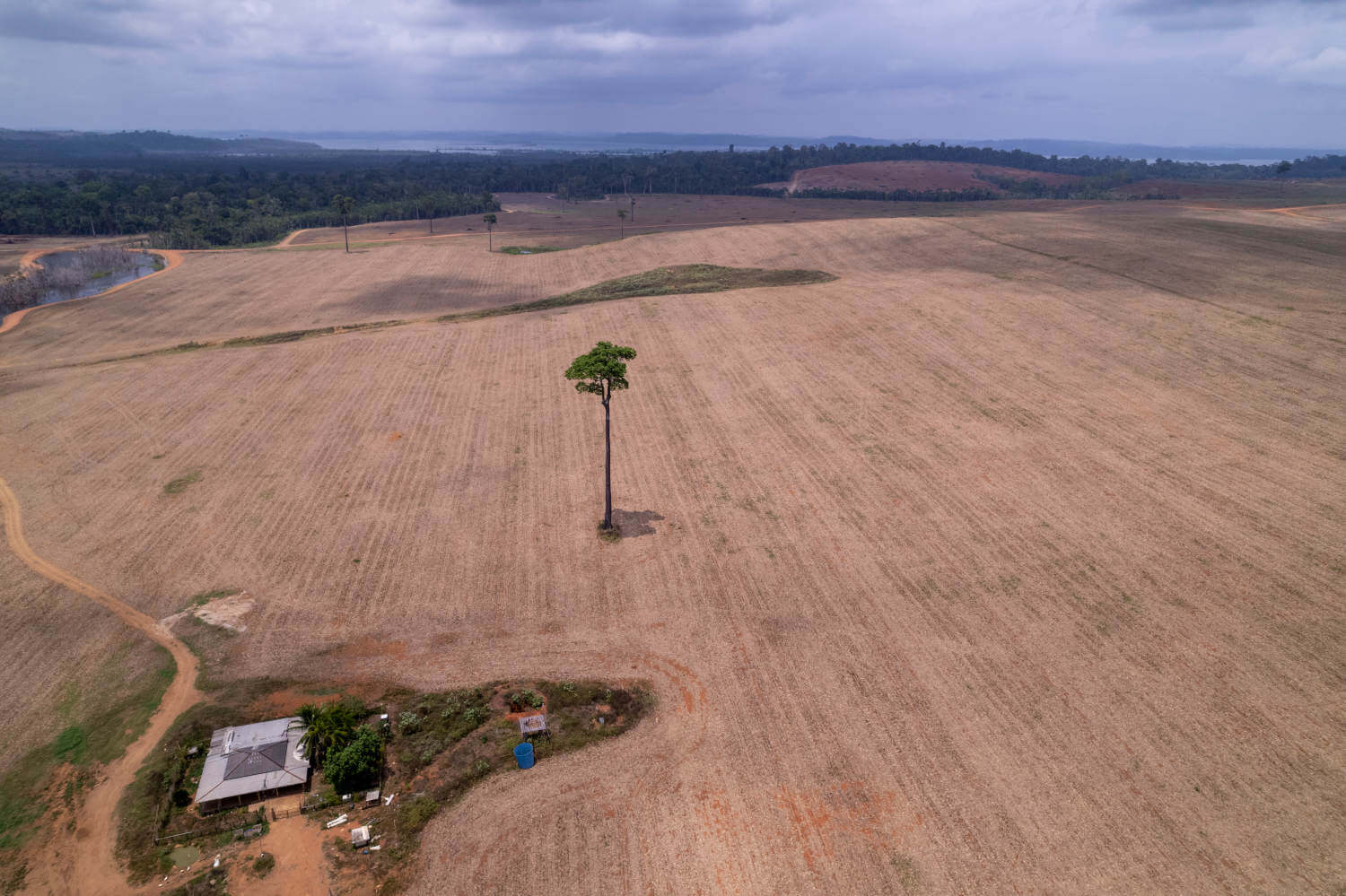 Moratória da Soja pode elevar o desmatamento da Amazônia, aponta estudo da Science. STF retomará julgamento sobre o tema em agosto.