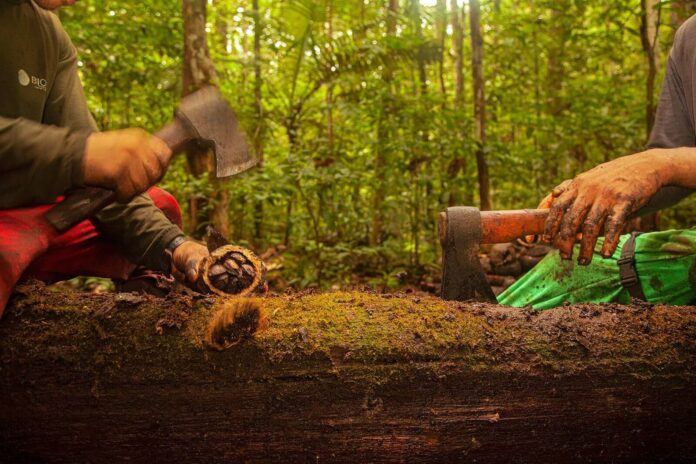 Pagamento por serviços ambientais vai beneficiar extrativistas do Amazonas com até R$ 8 mil para incentivar a conservação da floresta.