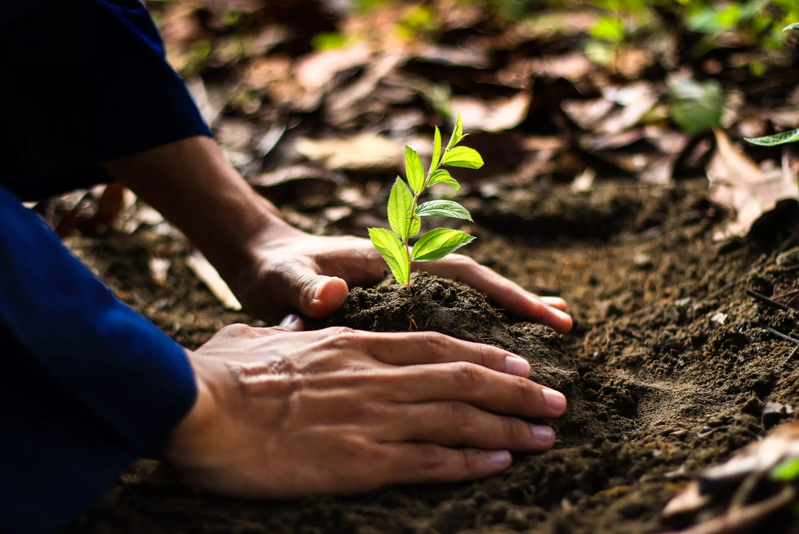 Projeto Restaura Biomas reúne organizações para ampliar a recuperação da vegetação nativa e cumprir metas ambientais até 2030.