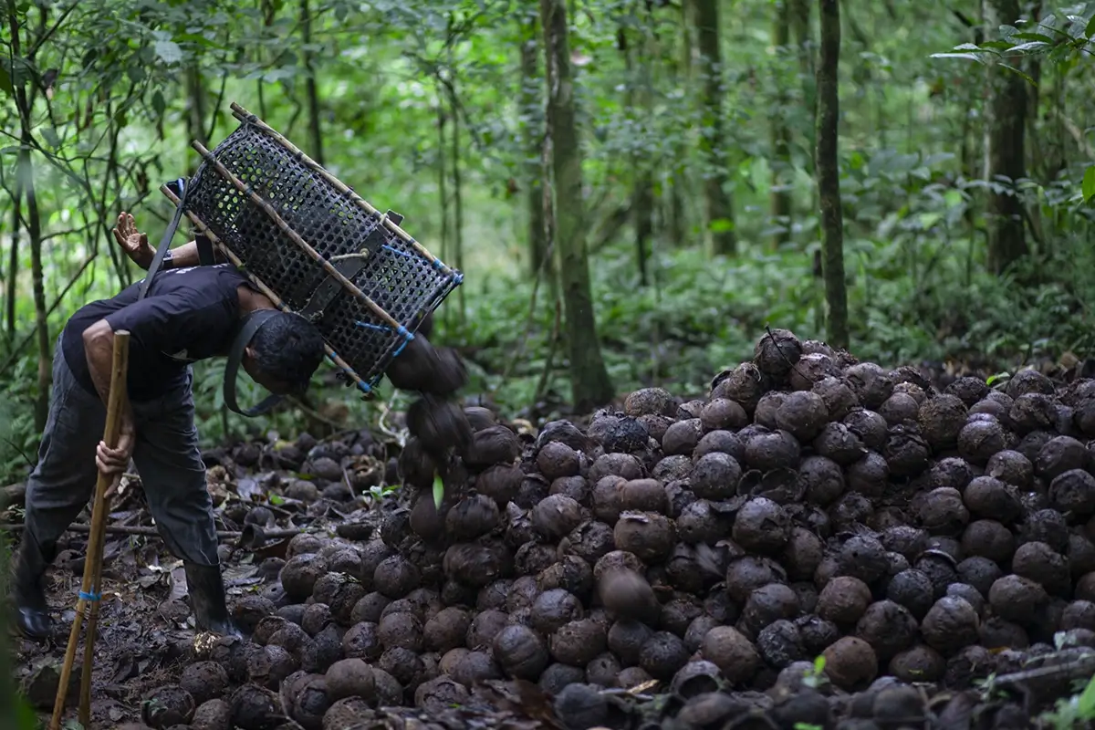 Produção indígena de castanha-da-amazônia em Rondônia recebe pagamento inédito por serviços ambientais e conservação da floresta.