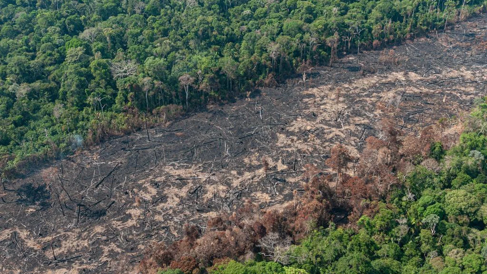 Desmatamento concentra 71% das investigações ambientais de maior impacto no Amazonas, aponta estudo com dados de 2023 a julho de 2025.