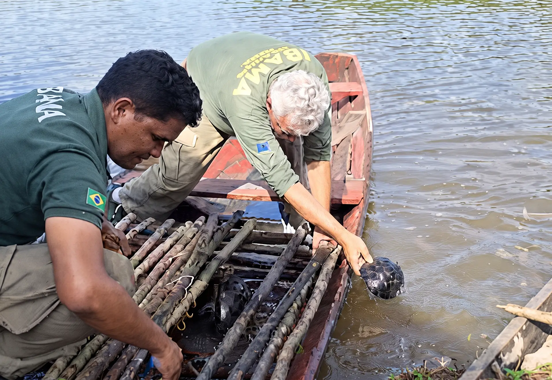 Operação Gaspar resgatou 176 quelônios no Amazonas, reenterrou 236 ovos e aplicou mais de R$ 2 milhões em multas.