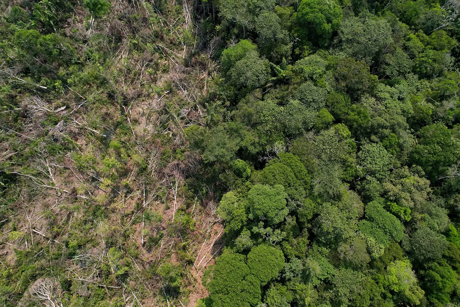 PF combate desmatamento na Amazônia em operação contra grupo que causou dano de R$ 469 milhões no Pará.