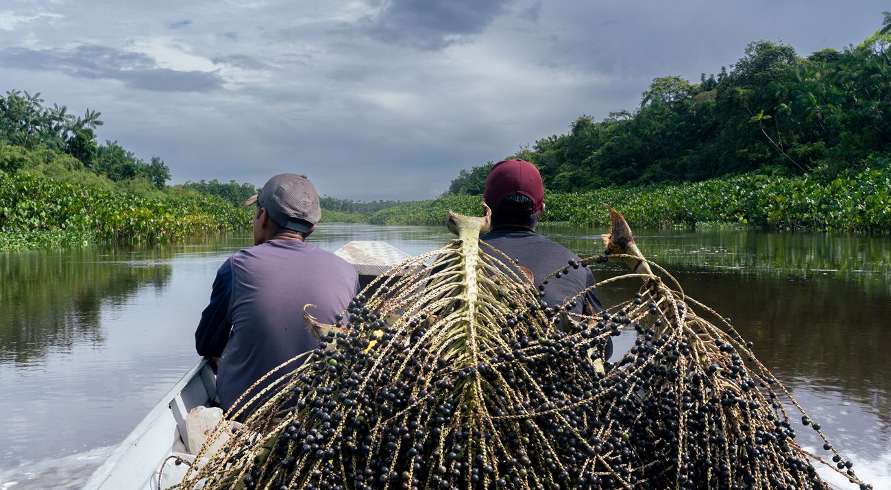 ETF Amazônia do BTG estreia na B3 com aplicações a partir de R$ 10 para financiar empresas e projetos sustentáveis na Amazônia Legal.