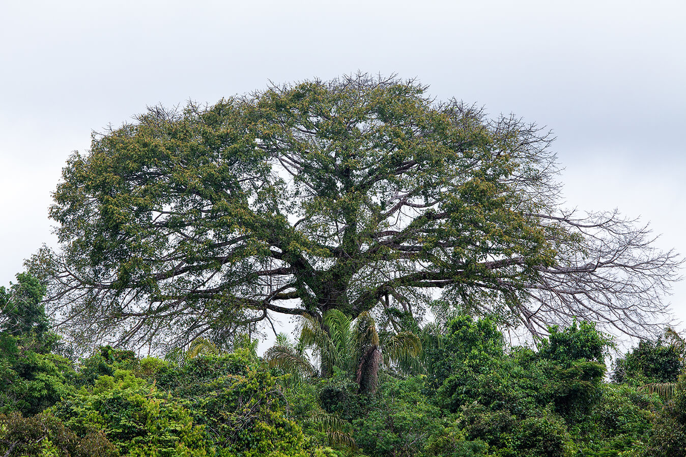 Seminário no Inpa discute como árvores altas da Amazônia lidam com a seca e os efeitos do CO₂ sobre o uso da água.