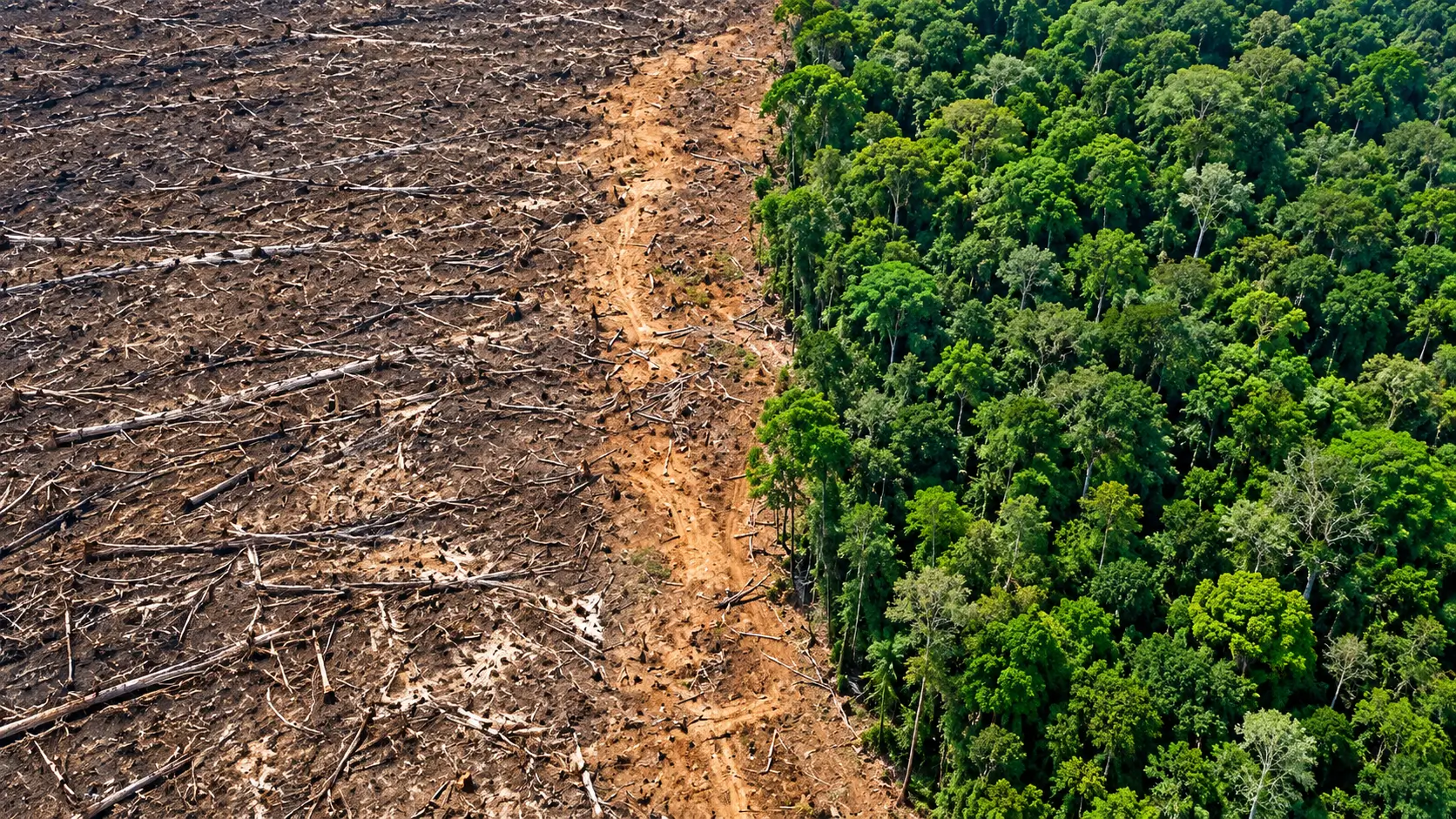 Desmatamento no Amazonas caiu 27% entre janeiro e agosto. Amazônia perdeu 2.053 km² e teve segundo menor índice em oito anos, diz Imazon.