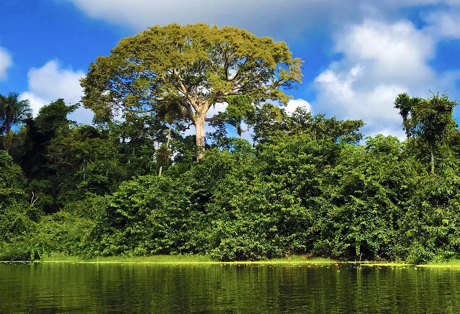 Inscrições do edital Floresta+ Amazônia vão até 21 de setembro. Confira os critérios de financiamento para projetos em territórios da Amazônia Legal.