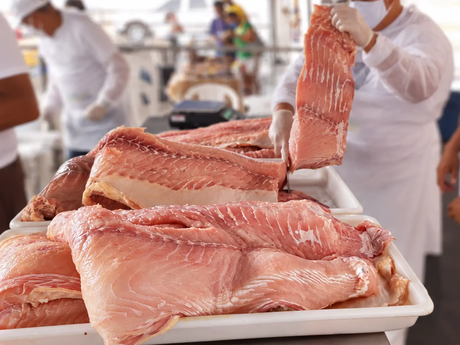 Feira do Pirarucu acontece neste sábado em Manaus, com cerca de cinco toneladas de peixe fresco e preços a partir de R$ 8.