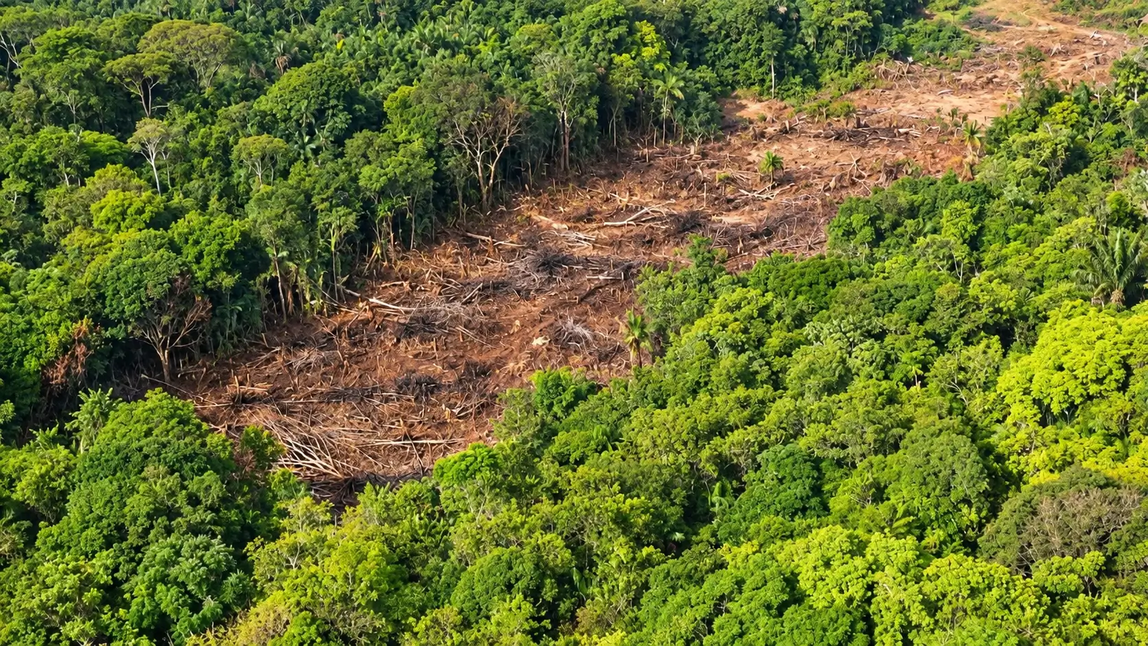 BNDES aprova R$ 200 milhões para restauração florestal na Amazônia. Projeto com a Mombak vai recuperar 7,2 mil hectares e retirar 4,7 mi de toneladas de carbono.