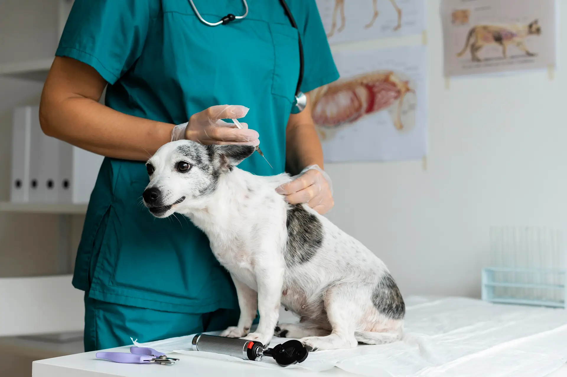 Manaus inicia vacinação antirrábica com visitas domiciliares para cães e gatos. Campanha segue até 30 de novembro.