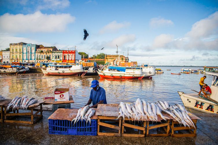 Peixes da Amazônia somam mais de 2,7 mil espécies, mostra relatório que alerta para ameaças à biodiversidade e à pesca.