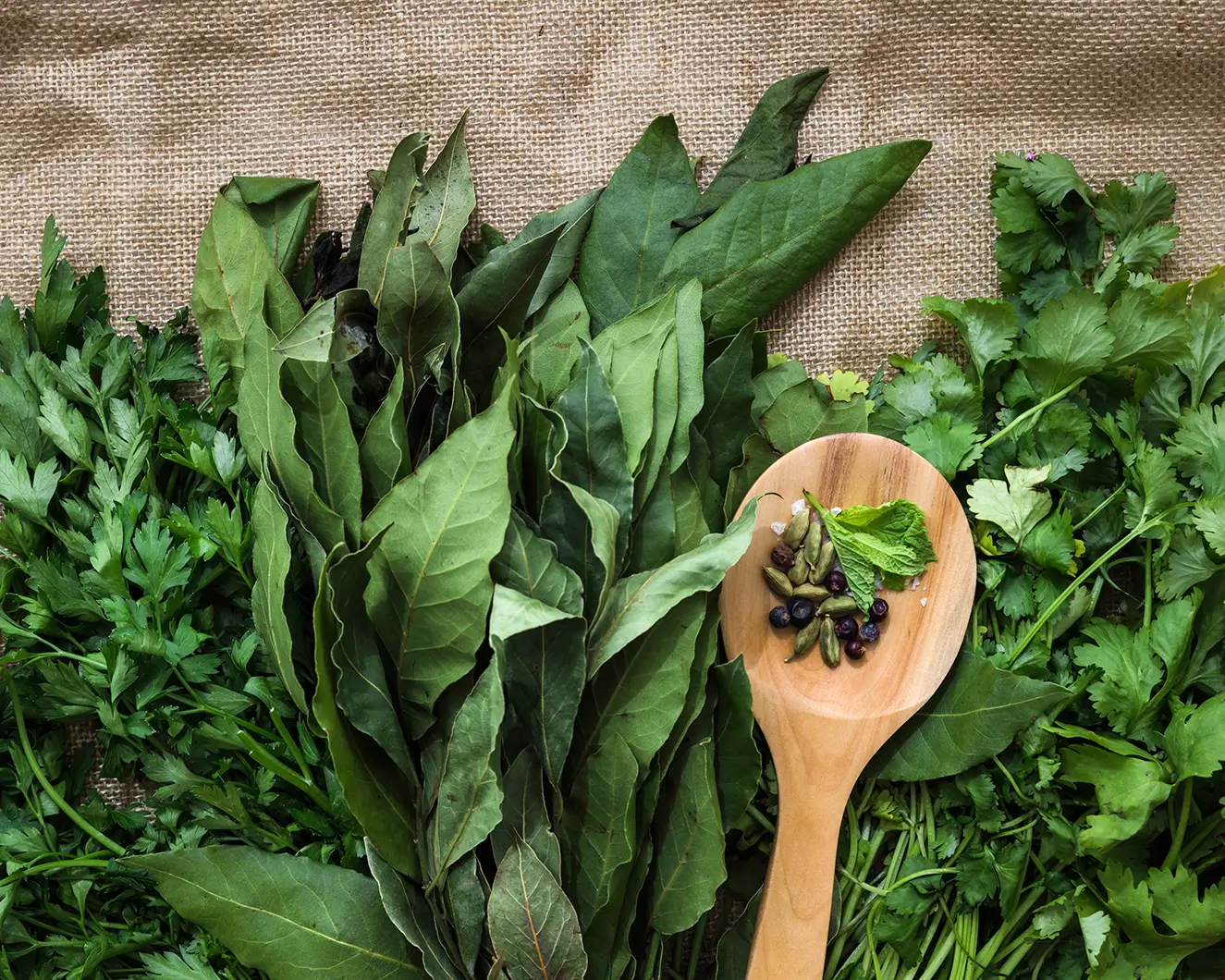 Plantas medicinais brasileiras geram milhares de estudos, mas ainda se transformam em poucos medicamentos e patentes no país.