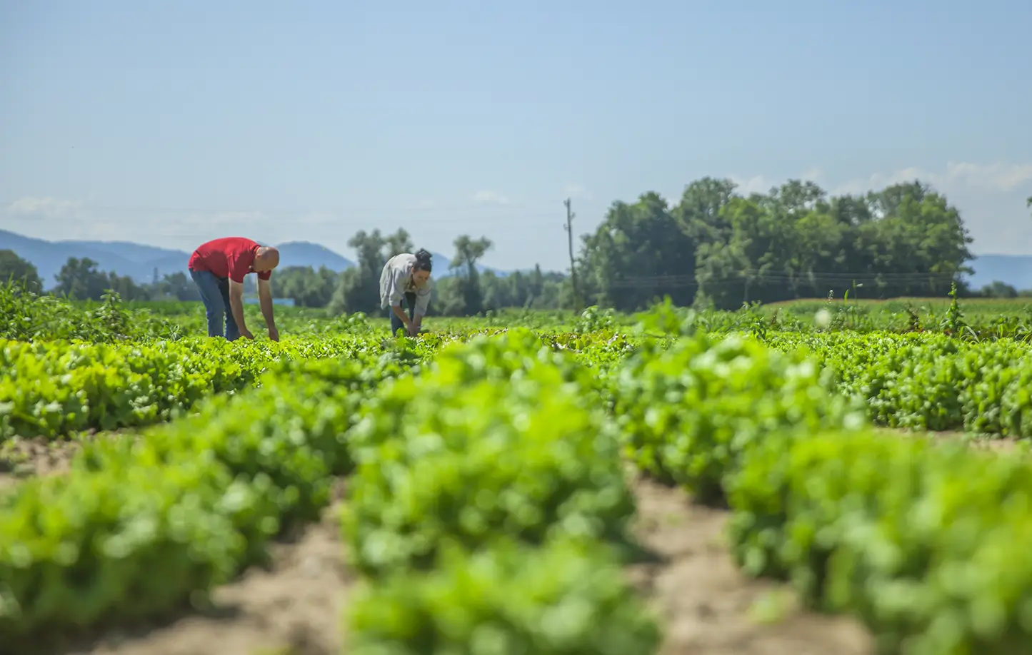 Medida Provisória libera crédito extraordinário de R$ 64,3 milhões para segurança alimentar e ações indígenas. Confira os detalhes e impactos da decisão.