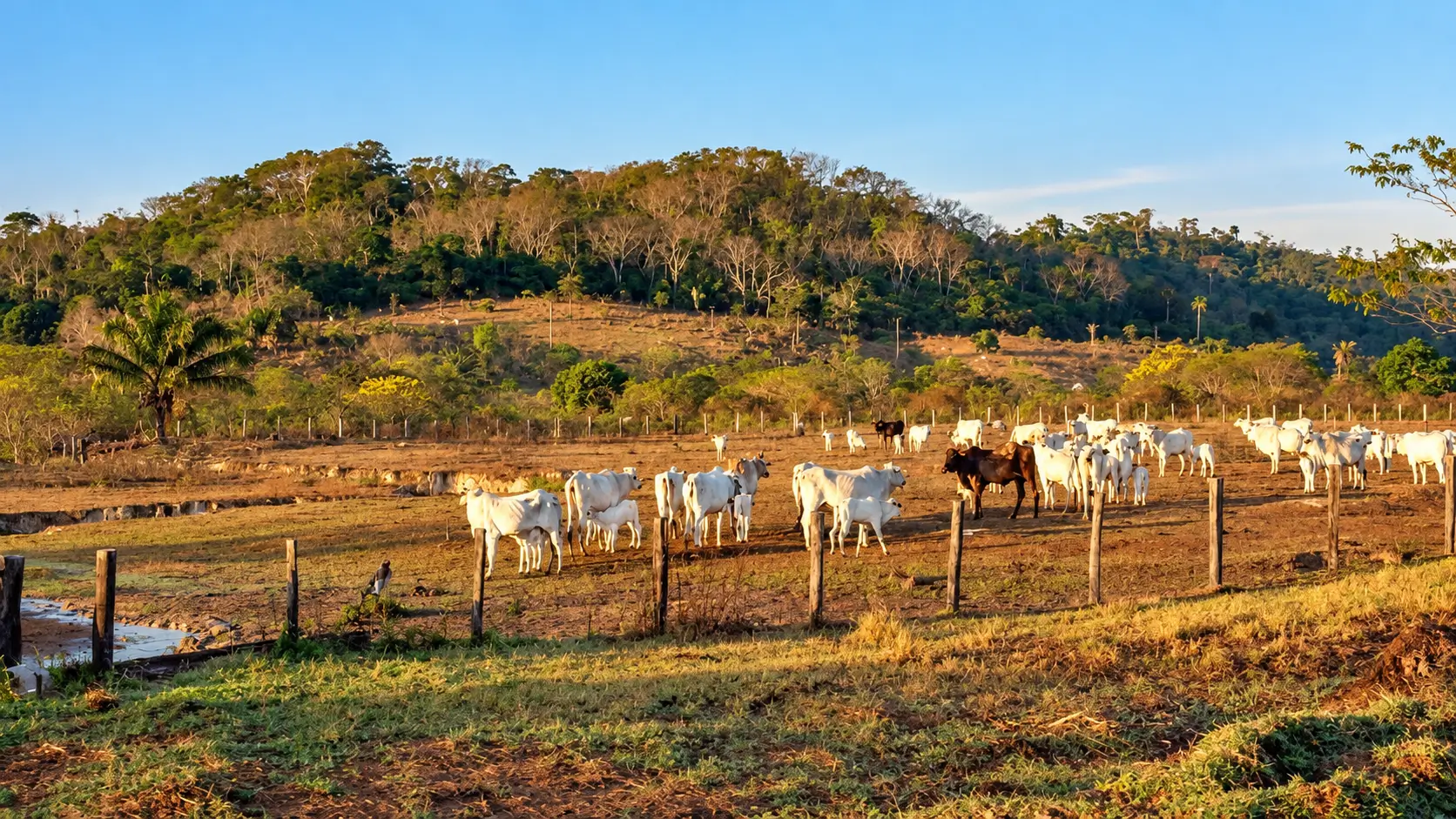 Agropecuária na Amazônia ocupa 65,2 milhões de hectares e pressiona áreas próximas a territórios protegidos, aponta o MapBiomas.