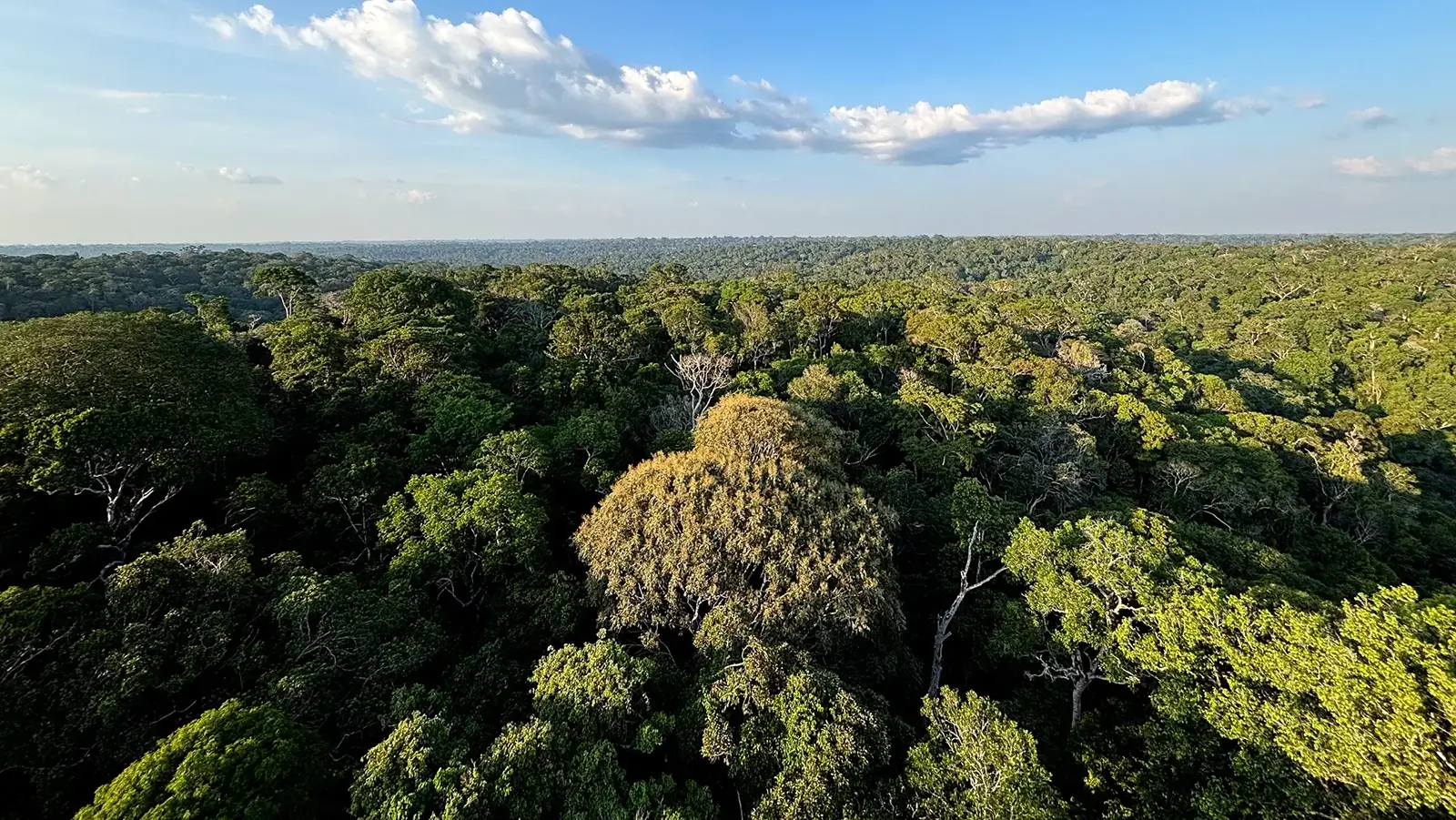 Redução do desmatamento na Amazônia e no Cerrado evitou emissões equivalentes às do Japão em um ano, segundo o ministro do Meio Ambiente.