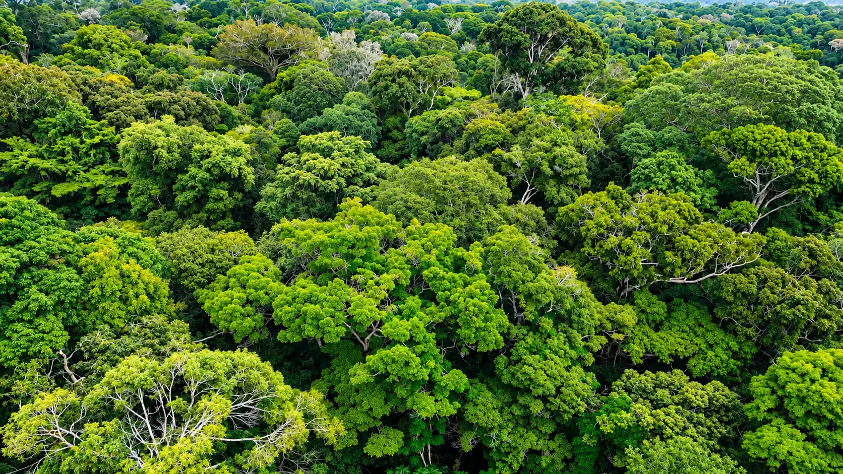 Código Florestal pode gerar até 1,9 milhão de empregos na Amazônia. Estudo da CNI aponta oportunidades bilionárias e destaca a bioindústria no Amazonas.