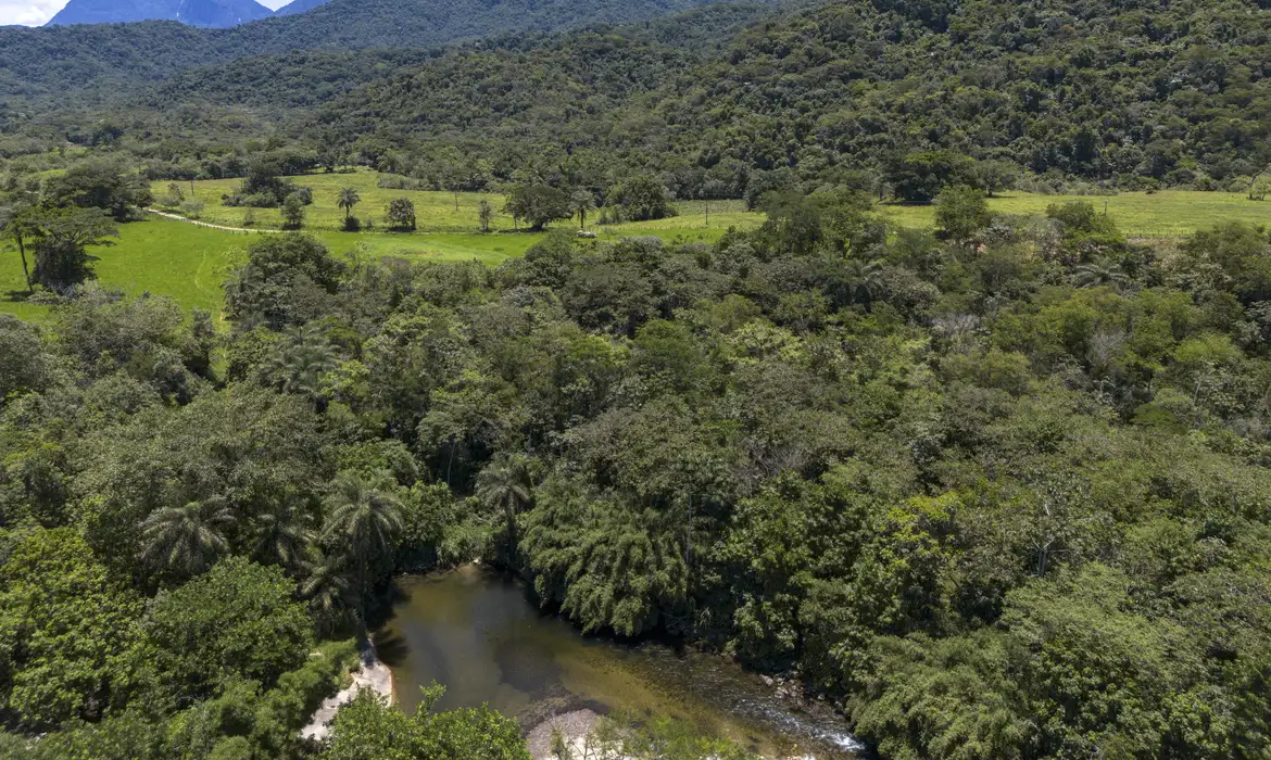 Vegetação nativa fragmentada caiu 43% no Brasil, mas número de fragmentos aumentou 260%. Amazonas mantém grandes áreas preservadas.