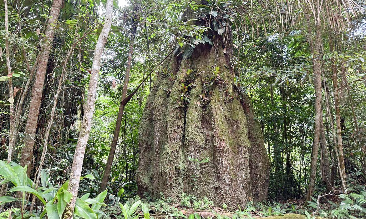 Levantamento aponta que 68,9% dos deputados e senadores do Congresso a partir de 2027 têm baixo alinhamento com a agenda ambiental.
